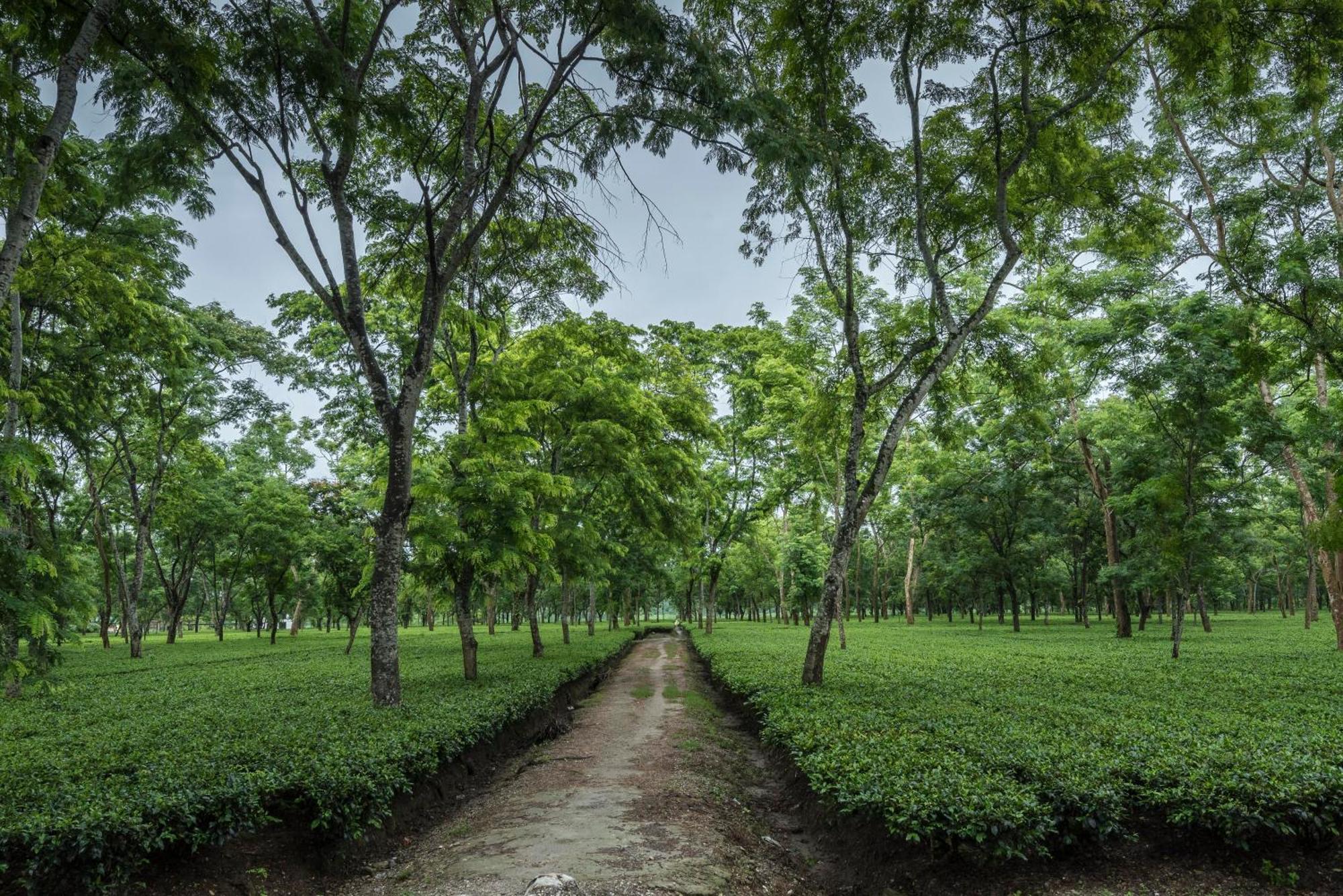 Tusker Tea County Hotel Chalsa Ngoại thất bức ảnh