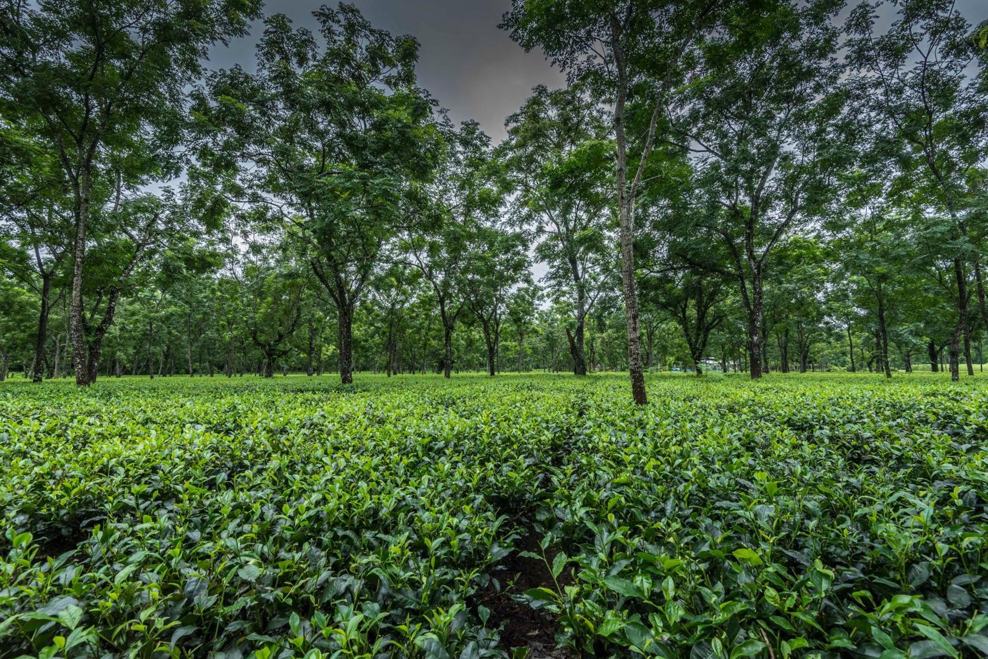 Tusker Tea County Hotel Chalsa Ngoại thất bức ảnh